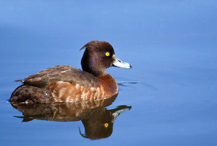 男性毛冠鸭在湖面上游泳照片