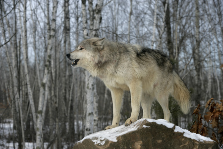 灰太狼狼