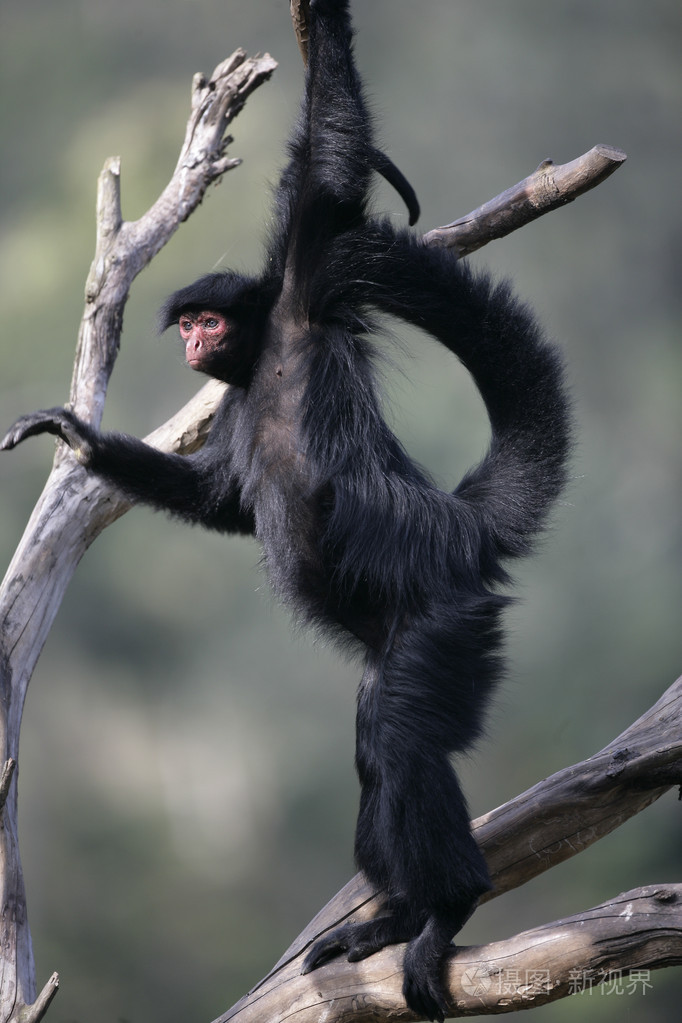 红脸的蜘蛛猴,ateles 属