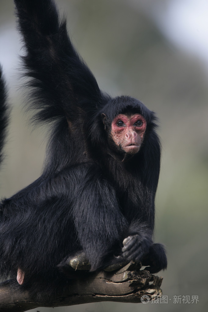 红脸的蜘蛛猴ateles属