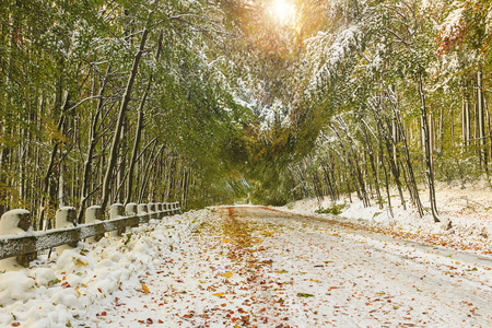 在森林里的雪路