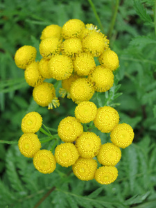 普通坦西Tanacetum Vulgare