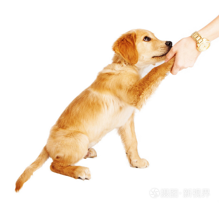 金毛猎犬小狗握手