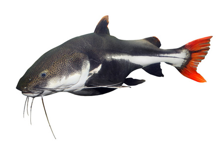 鱼和尾巴像长裙,半月尾完美的鱼优雅.