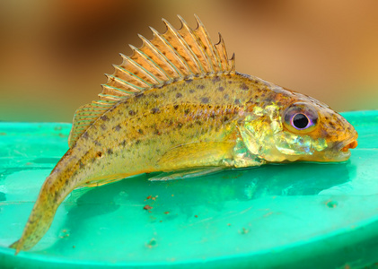 peces depredadores ruffe eurasitico