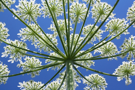 野生植物花儿朵朵白色