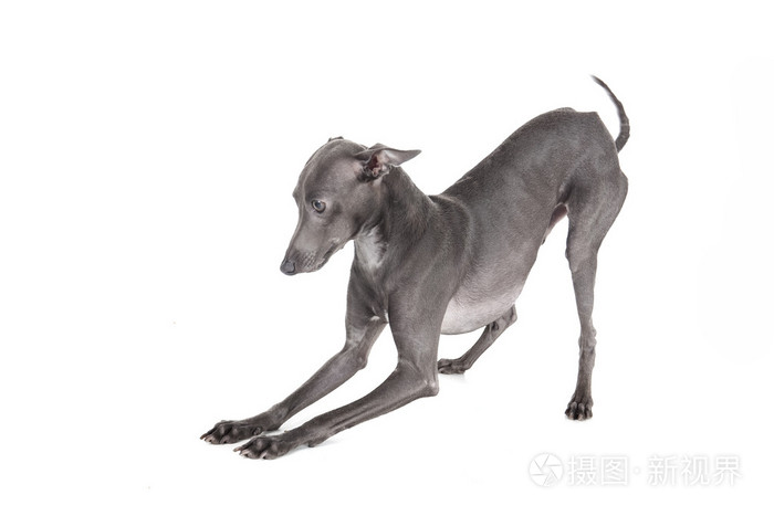 意大利灵缇犬蓝颜色