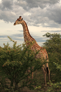 长颈鹿在纳米比亚埃托沙国家公园