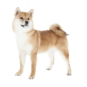 在工作室里 shiba inu