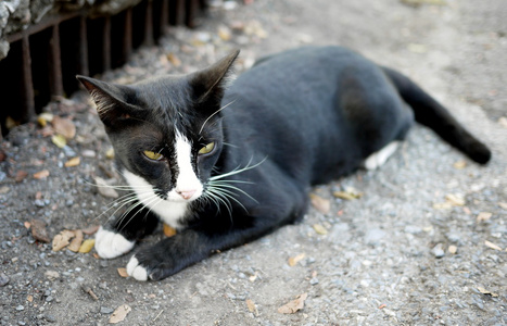 黑色和白色的流浪猫