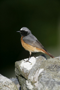 常见鸫，phoenicurus phoenicurus