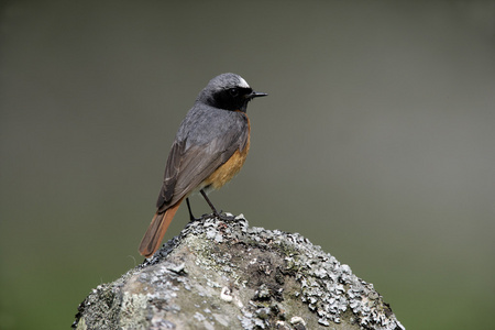 常见鸫，phoenicurus phoenicurus