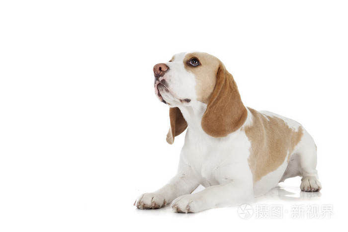 在白色背景上比格犬照片 正版商用图片1dpoz3 摄图新视界