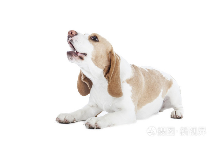 在白色背景上比格犬照片 正版商用图片1dpozf 摄图新视界