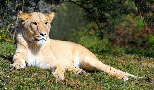 大的雌狮 猫科 leo 躺在草地上