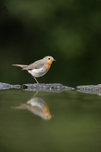 罗宾，erithacus rubecula