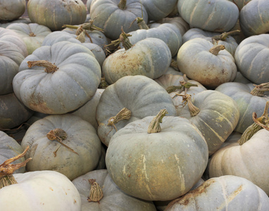 一堆刚收获的白南瓜照片