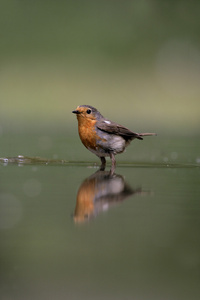 罗宾，erithacus rubecula