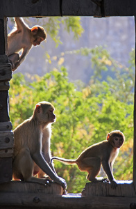 玩门口的达拉格尔堡 伦敦 印度的恒河猴