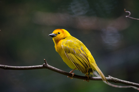 一只母塔韦塔金鸟照片