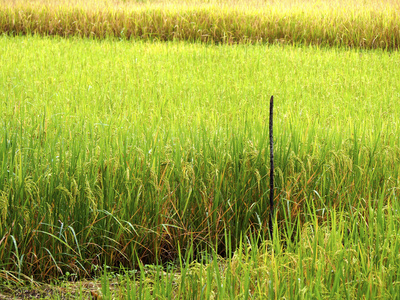 在农村水稻农场