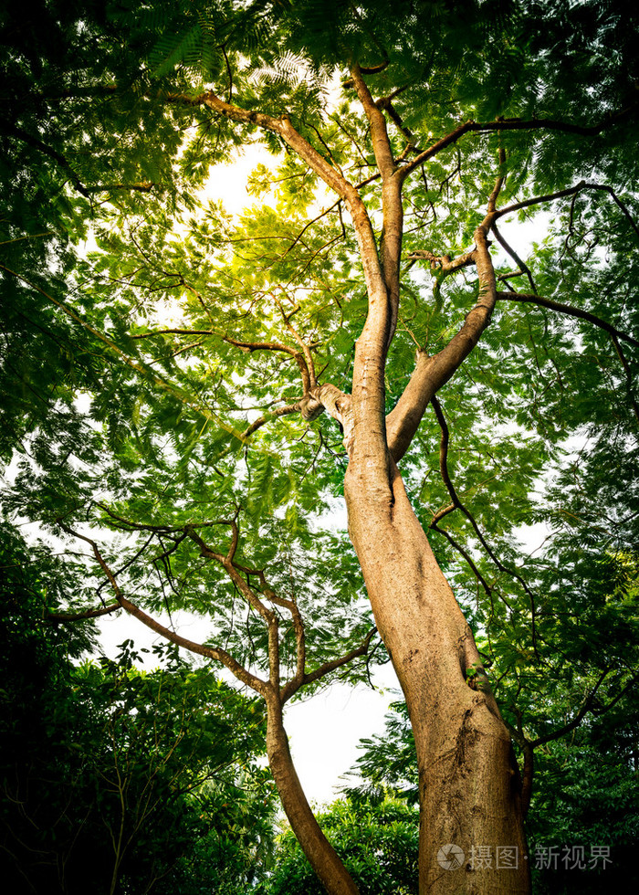 在森林里的那棵大树