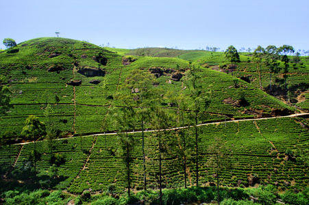 茶种植园斯里兰卡