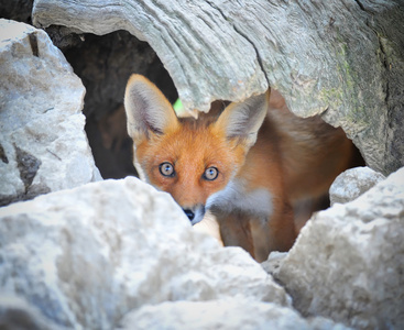 年轻的红狐狸躲在树残端窝