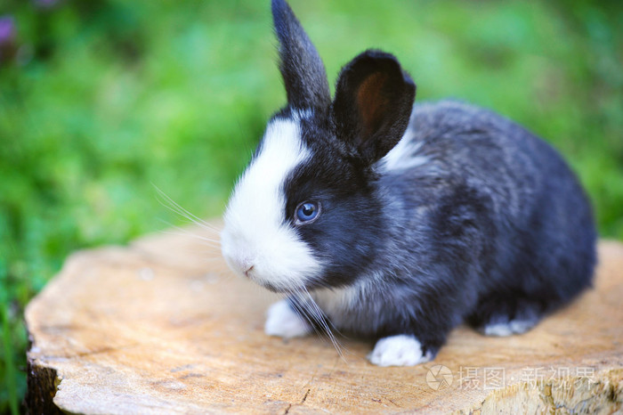 在一个树桩上有趣的小兔子