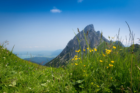 花草甸上蒂罗尔山