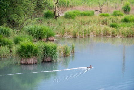 鸭游过湖与绿草灌木