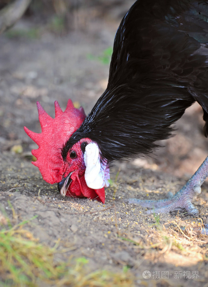 黑公鸡啄食谷物