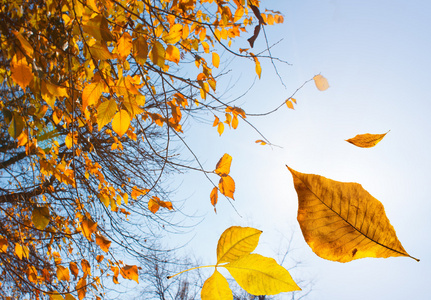 秋天的树叶落下来。重点放在叶的特写照片