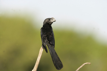 光滑记帐 ani，crotophaga ani