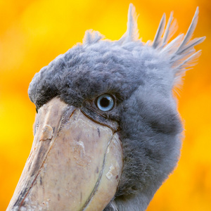 wildpark鲸头鹳,abu markub照片