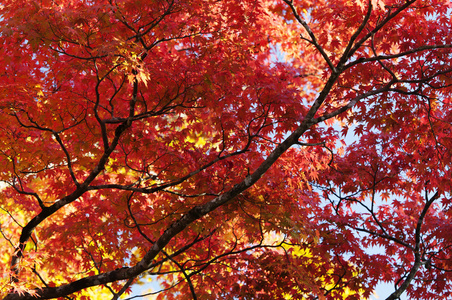 红色的树叶和树枝的槭树在秋天树叶的季节，在日本