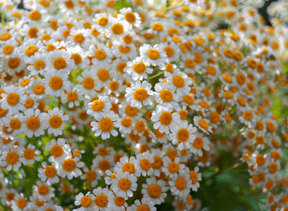 雏菊的花束