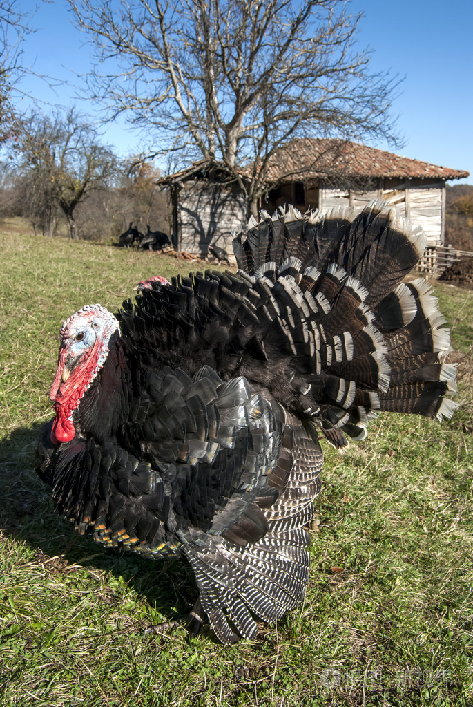 免费范围国内火鸡照片-正版商用图片1dq3bx-摄图新视界