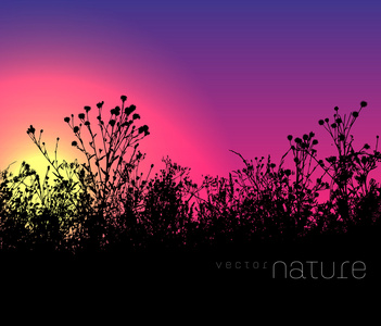 矢量自然背景与草坪草在日落时的剪影