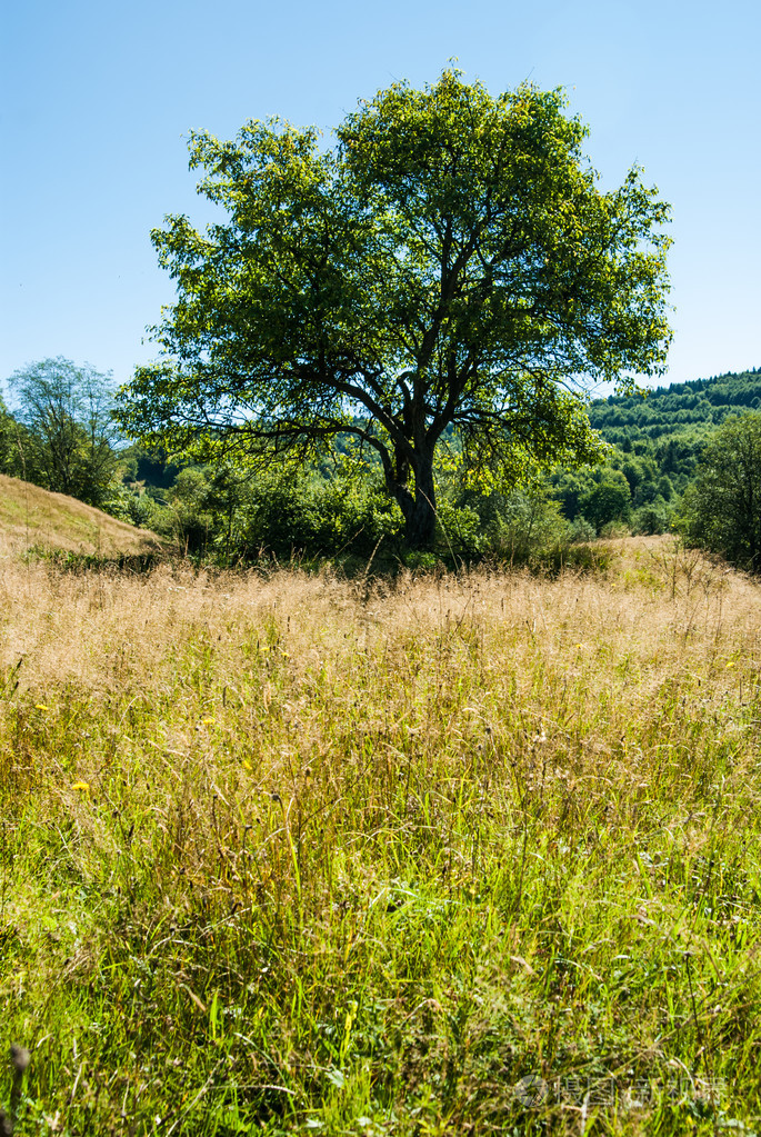 在草地上棵孤独的树