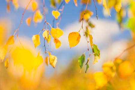秋季背景作出的黄色和橙色 Laeves 阳光明媚的日子