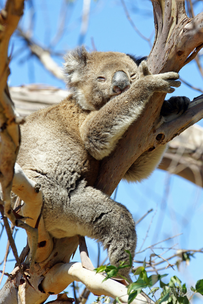 无尾熊澳大利亚