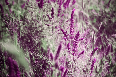 紫草甸花