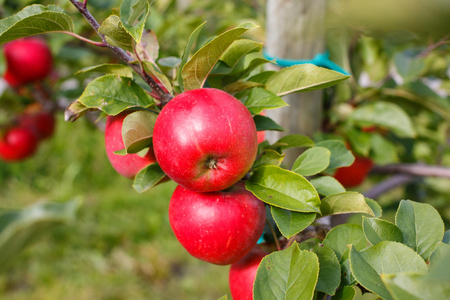 果园里的树上成熟的红苹果