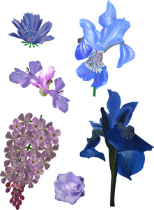 组的 6 个孤立的蓝色小花