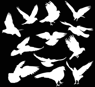 鸽子剪影图片