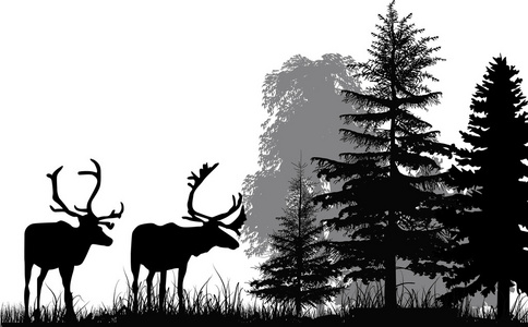 在森林中的鹿剪影