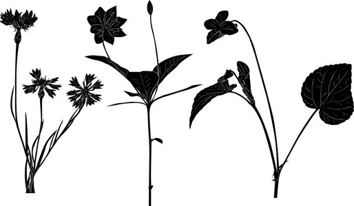 白色衬底上的三个野生花卉草图。