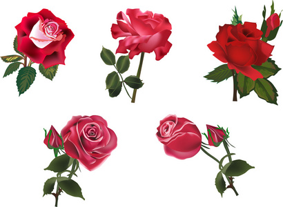 五个孤立的红玫瑰集合