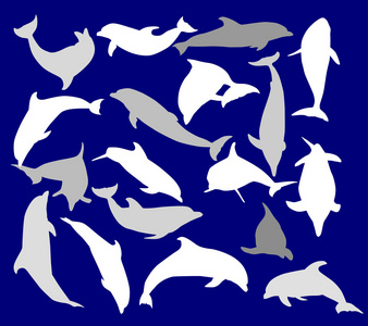 孤立在蓝色的十八个海豚